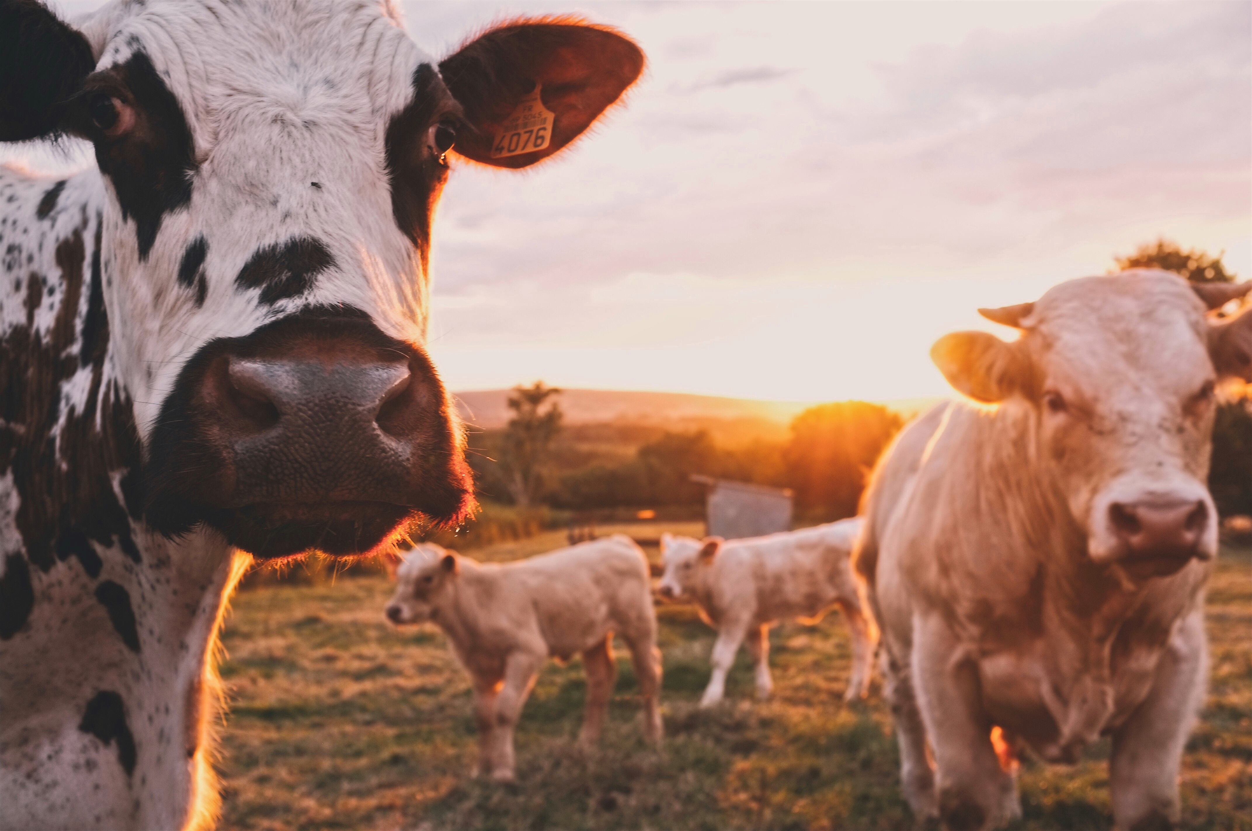 four cows at sunset